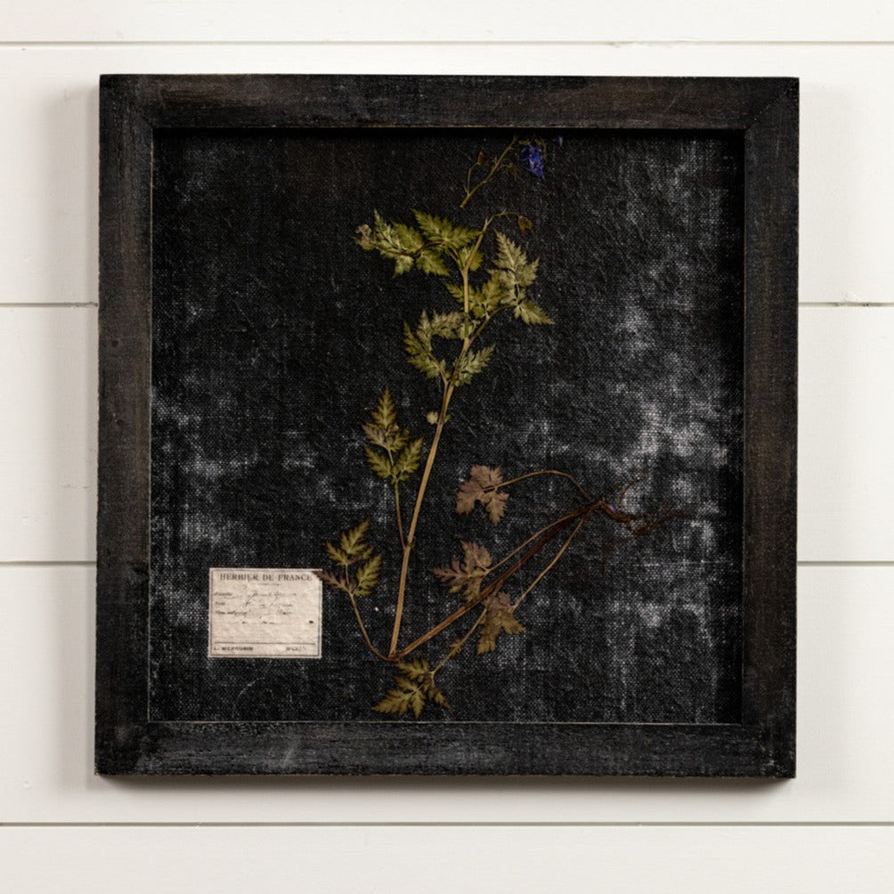 Pressed Fern In Black Wall Frame