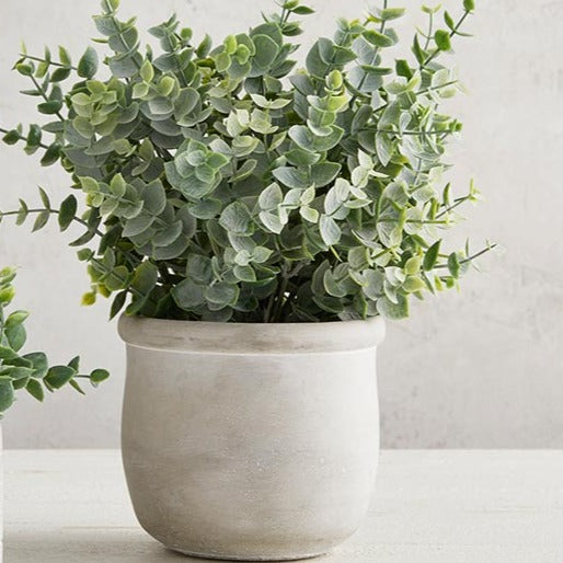 Eucalyptus In Cement Pot Set