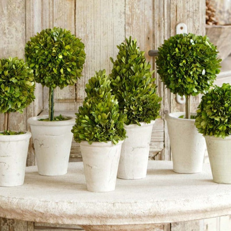 Preserved Boxwood Topiaries Set