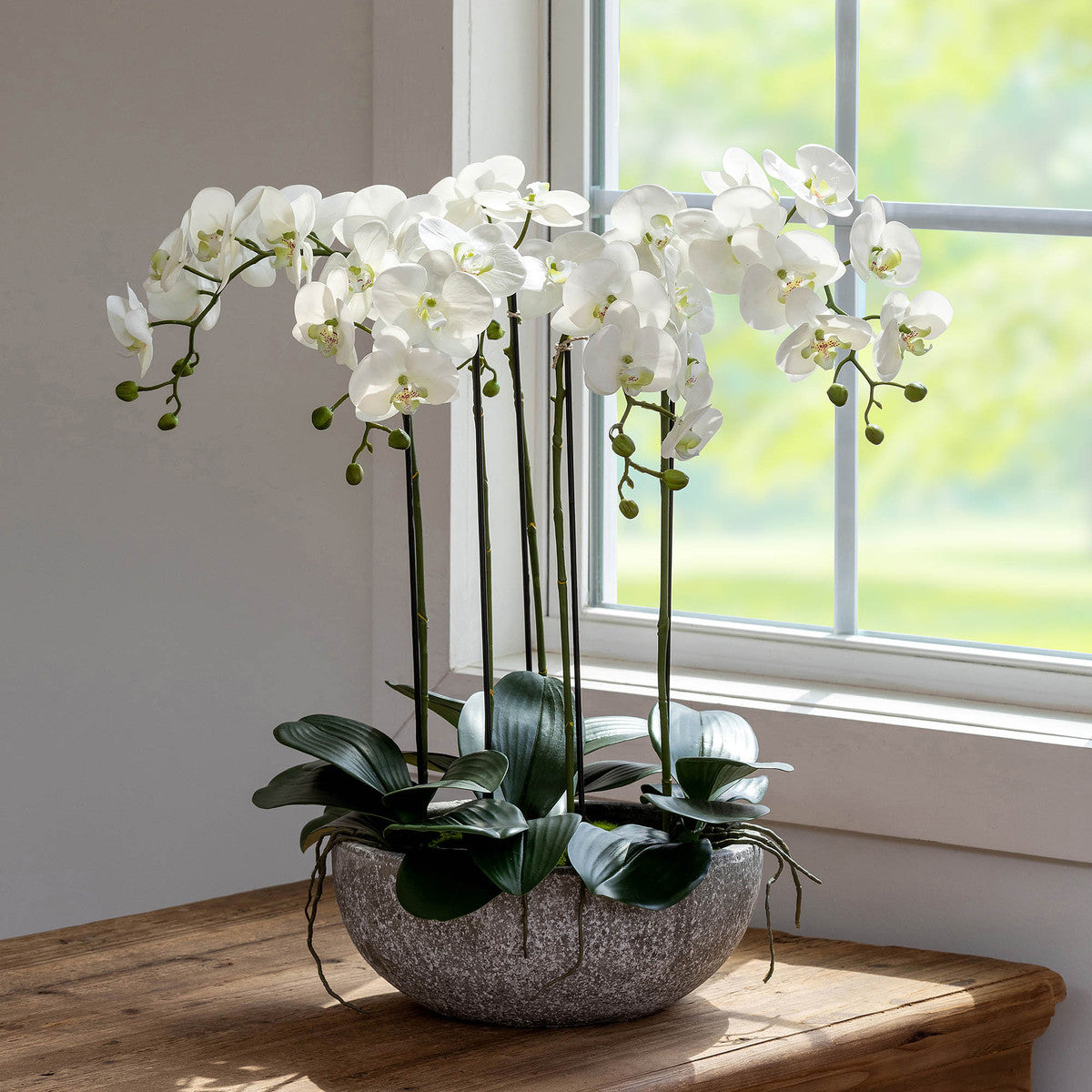 Phalaenopsis Orchid Plant in Concrete Bowl