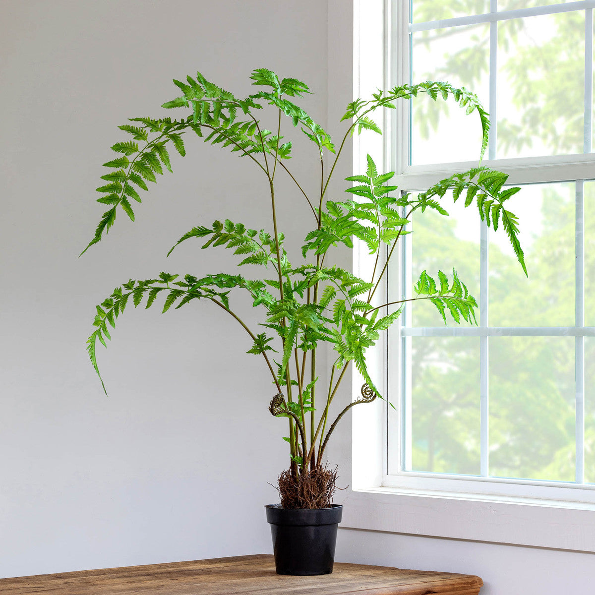 Forest Fern Plant in Growers Pot