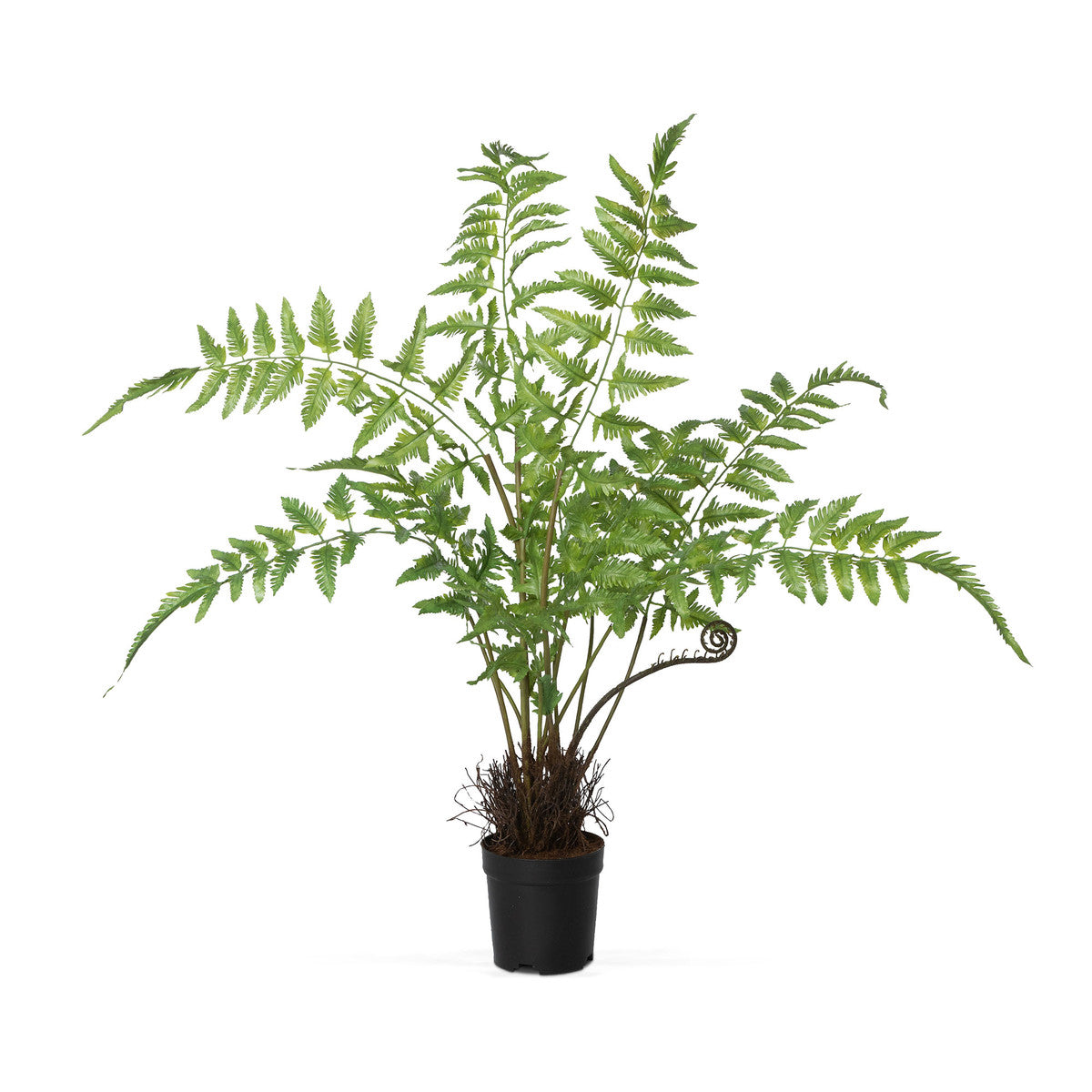 Forest Fern Plant in Growers Pot