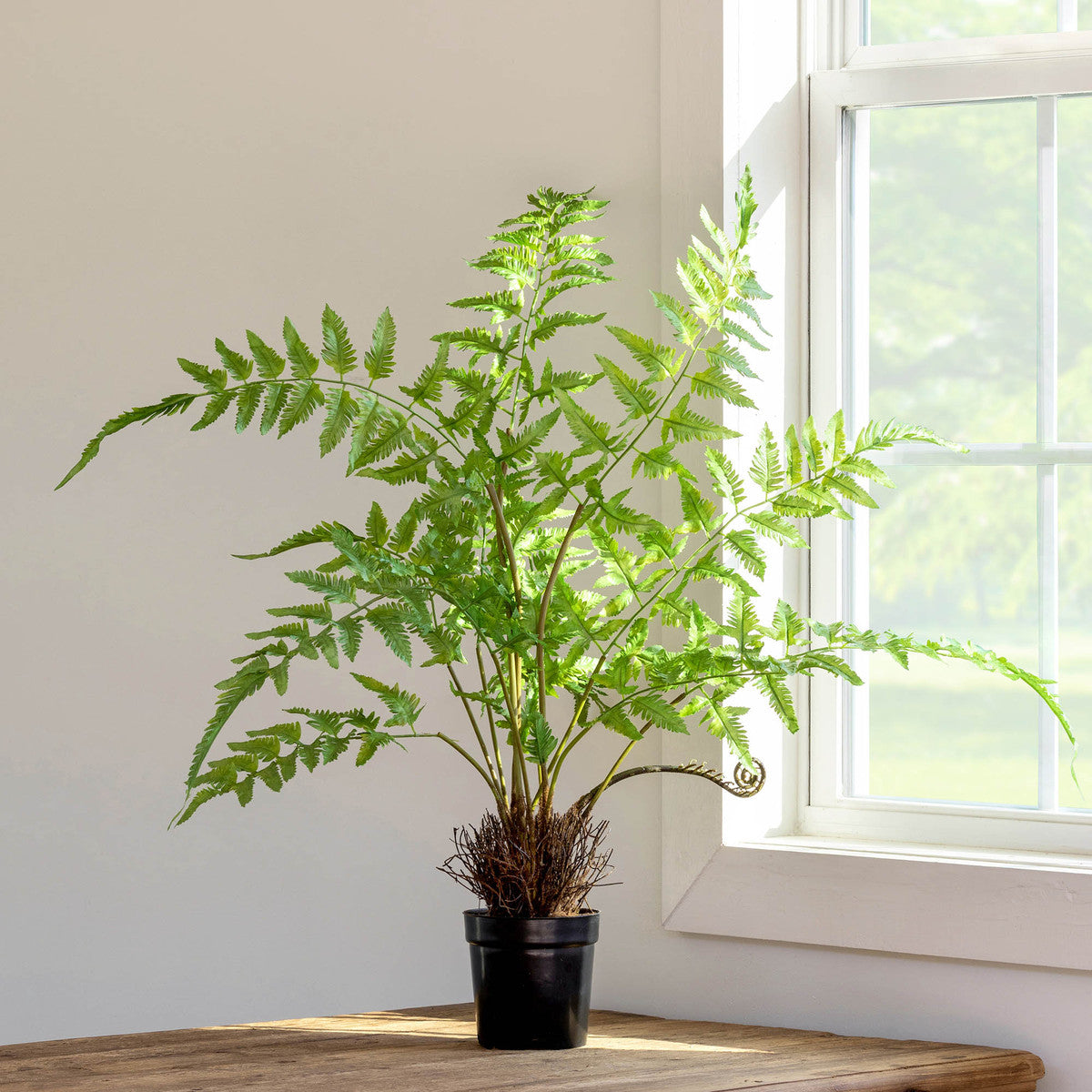 Forest Fern Plant in Growers Pot