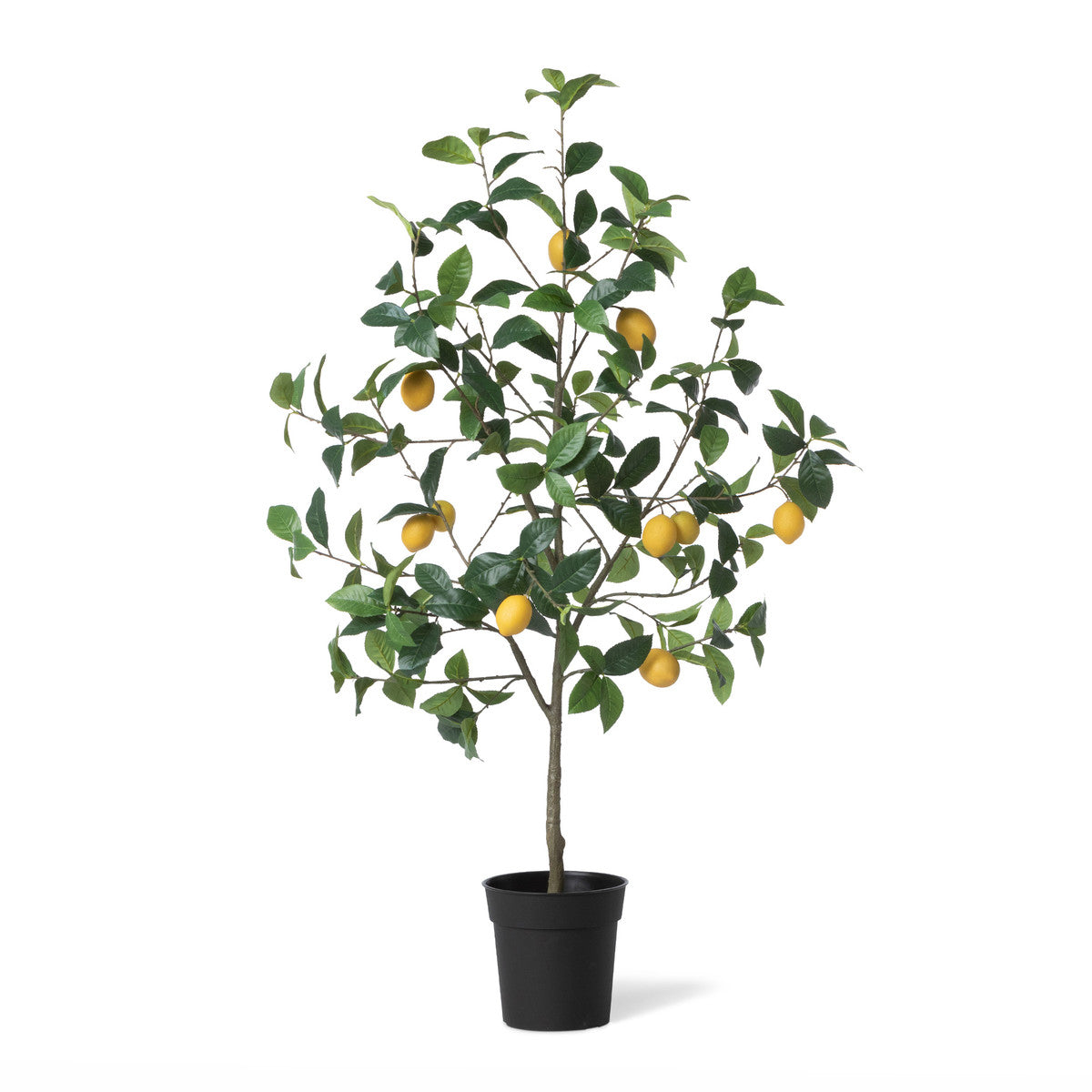 Lemon Tree in Plastic Pot