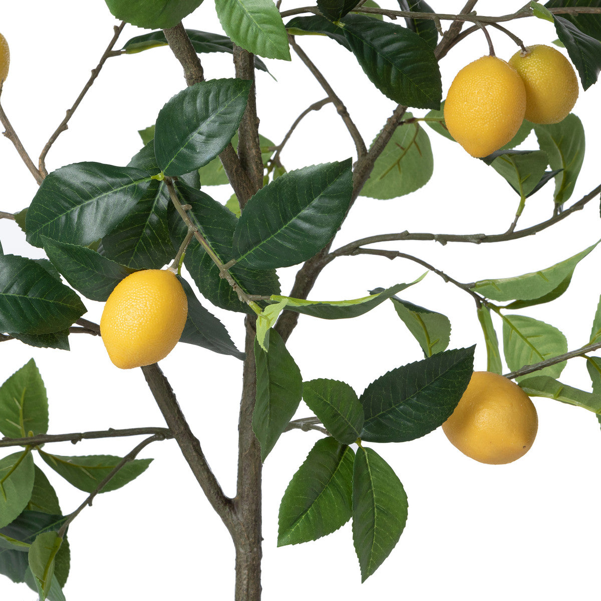 Lemon Tree in Plastic Pot