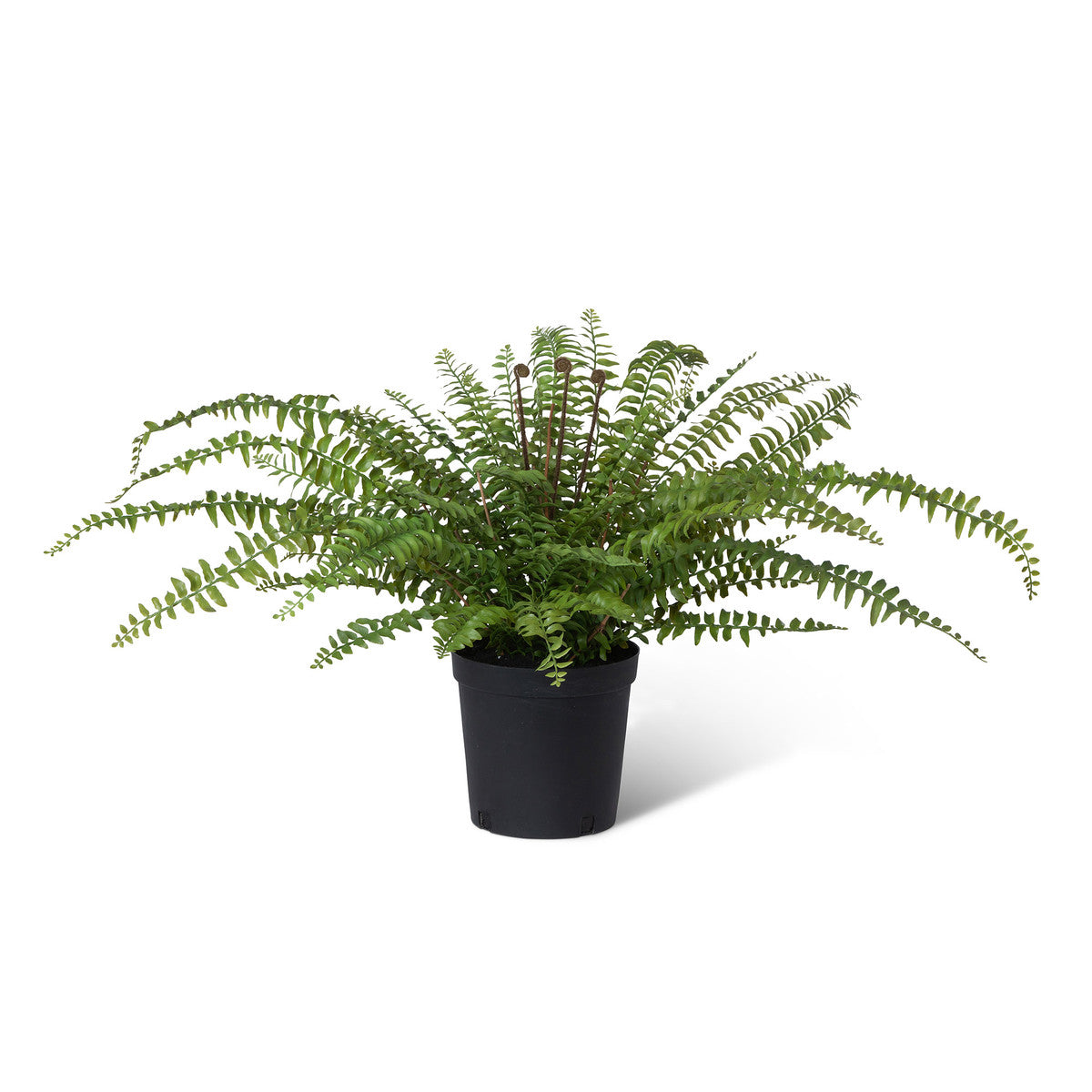 Fern In Growers Pot