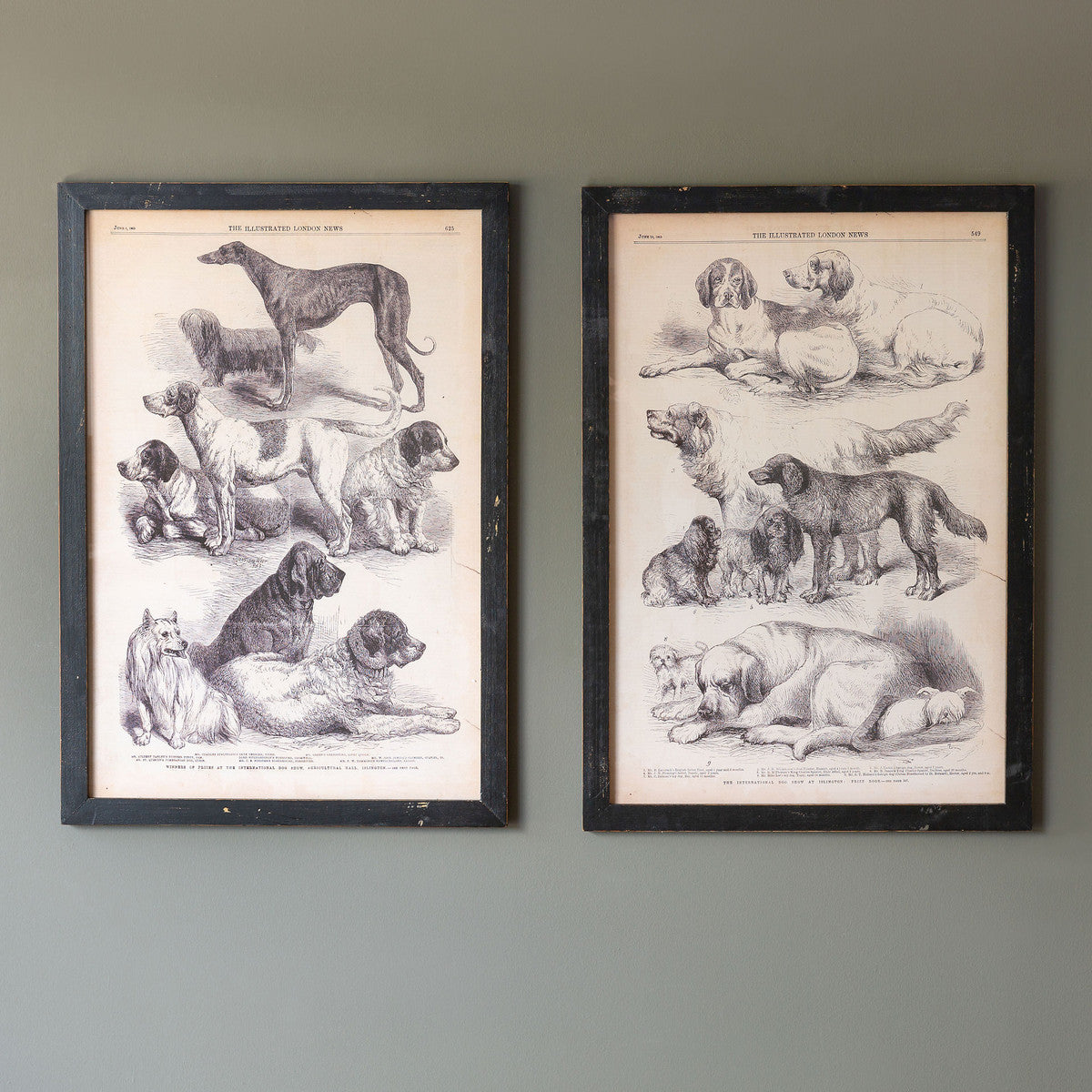 Canine Species Sepia Print