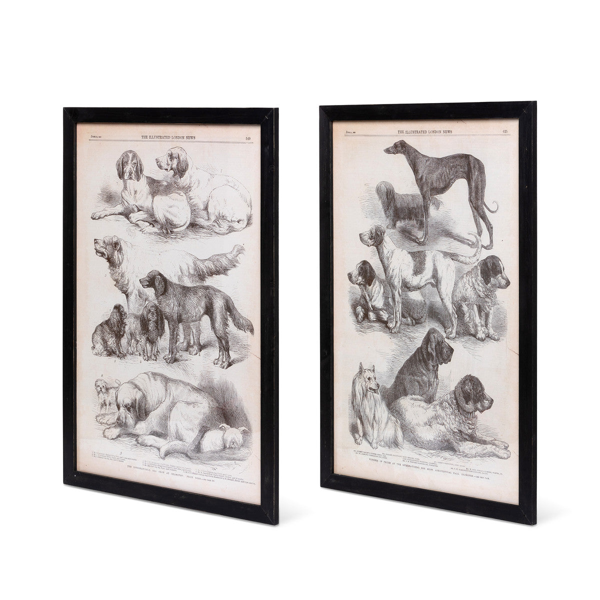 Canine Species Sepia Print