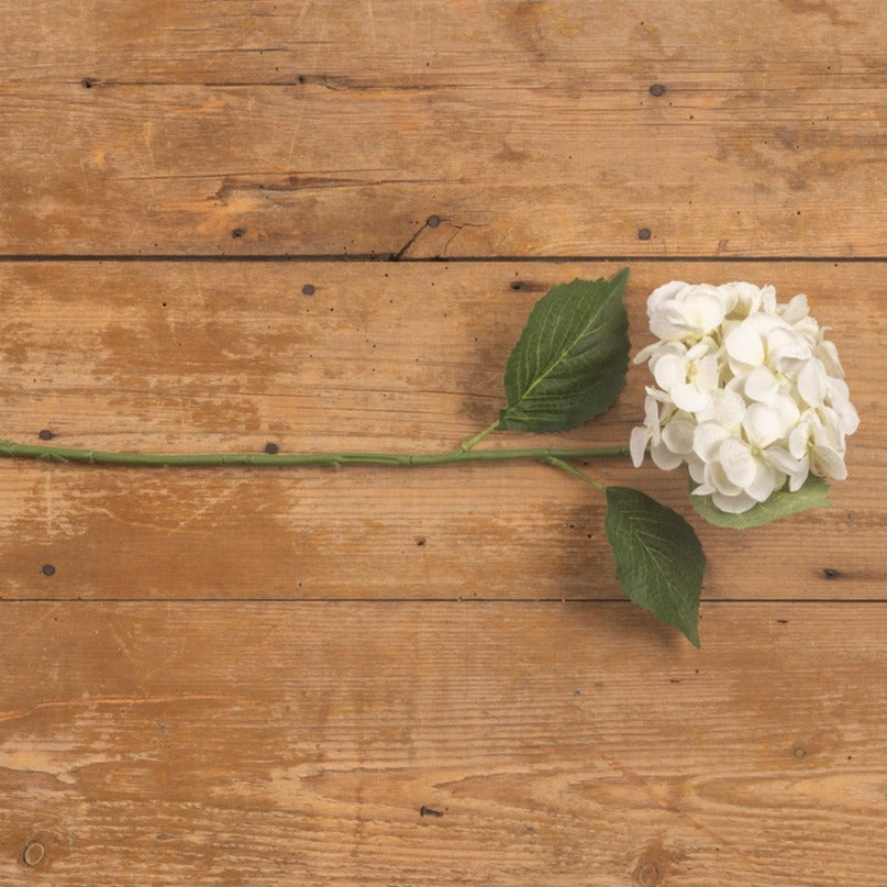 White Hydrangea Stem