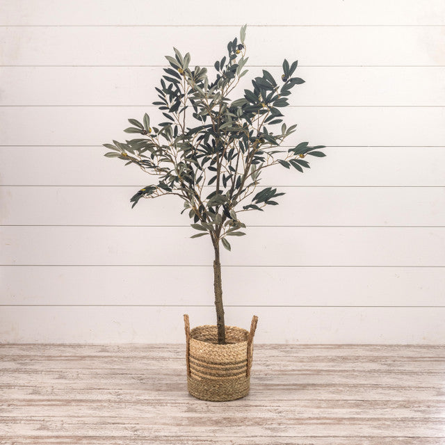 Potted Olive Tree