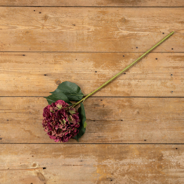 Burgundy Hydrangea Stem