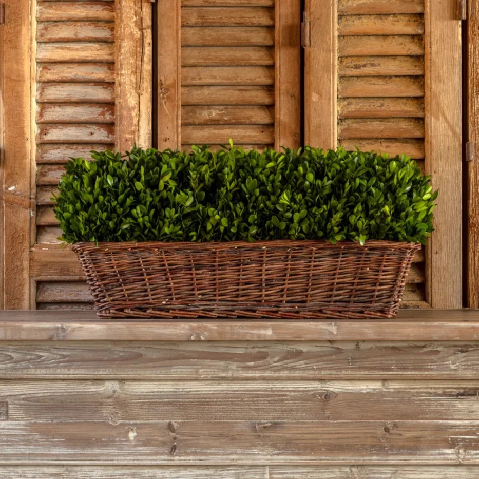 Extra Large Preserved Boxwood Hedge In Basket