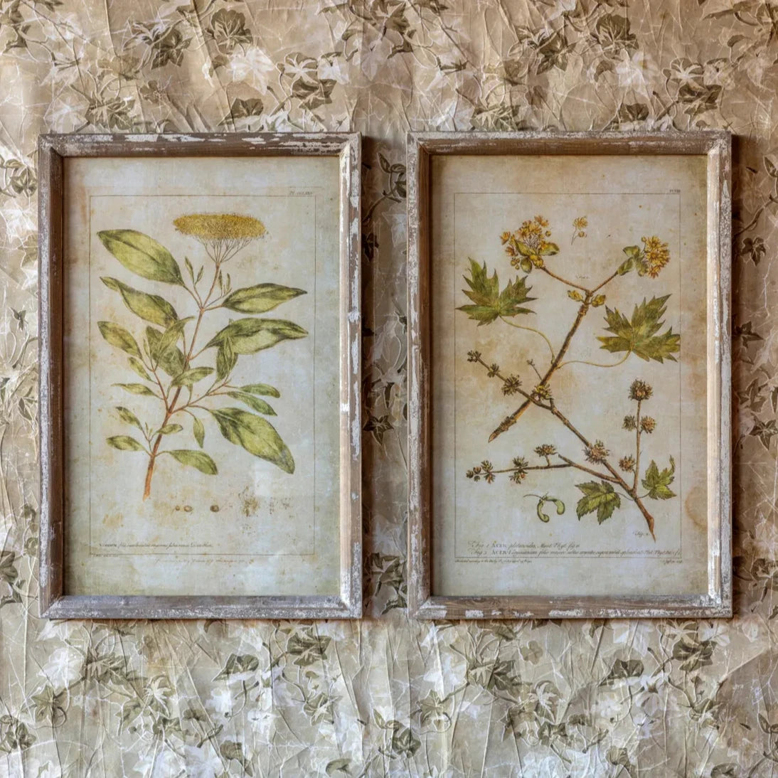 Botanical Print Set