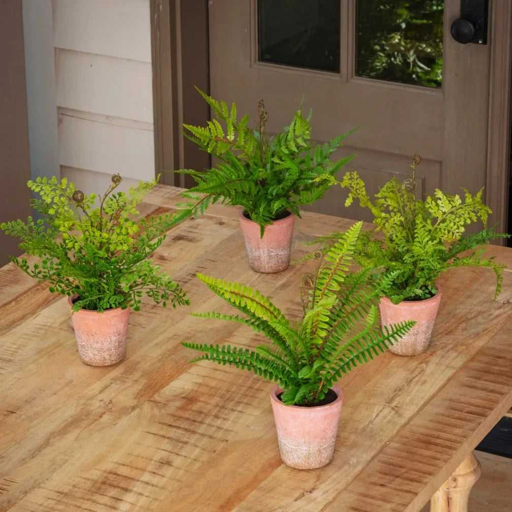 Potting Shed Fern Collection