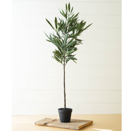 Eucalyptus Tree In a Black Pot