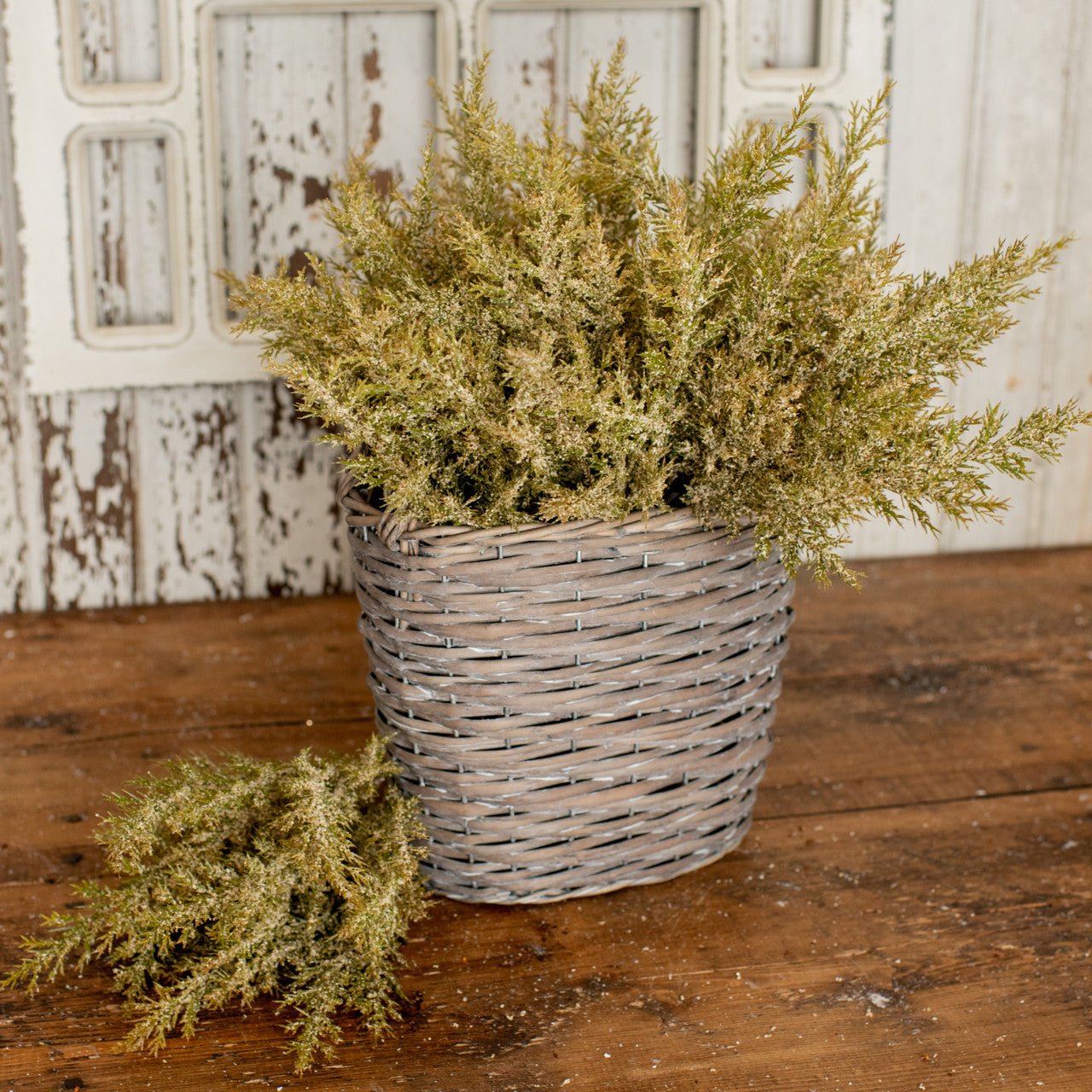 Beige and Green Prickly Pine Bush - A Cottage in the City