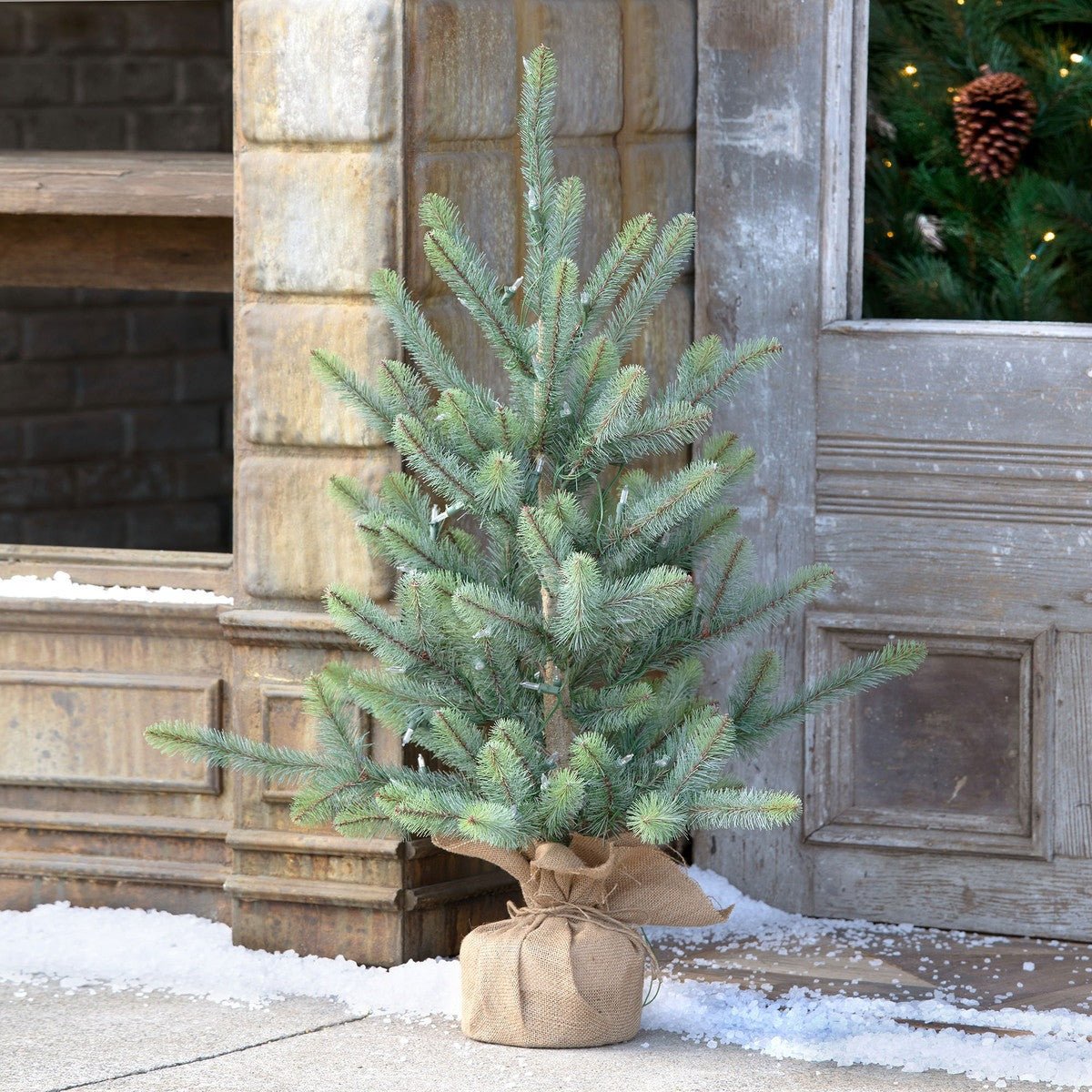 Blue Spruce Seedling With LED Lights & Burlap Base - A Cottage in the City