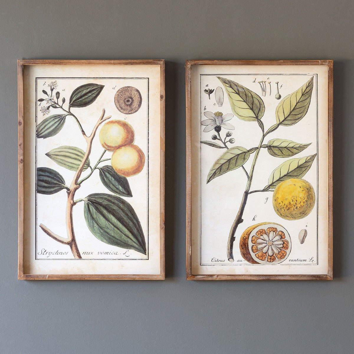 Botanical Study Citrus Print Set - A Cottage in the City