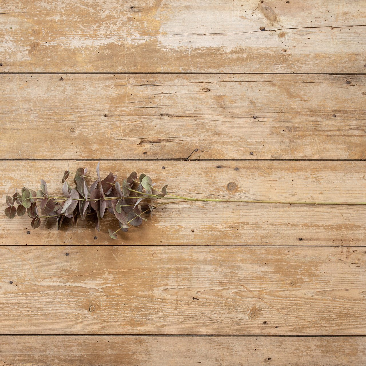 Burgundy Eucalyptus Spray - A Cottage in the City