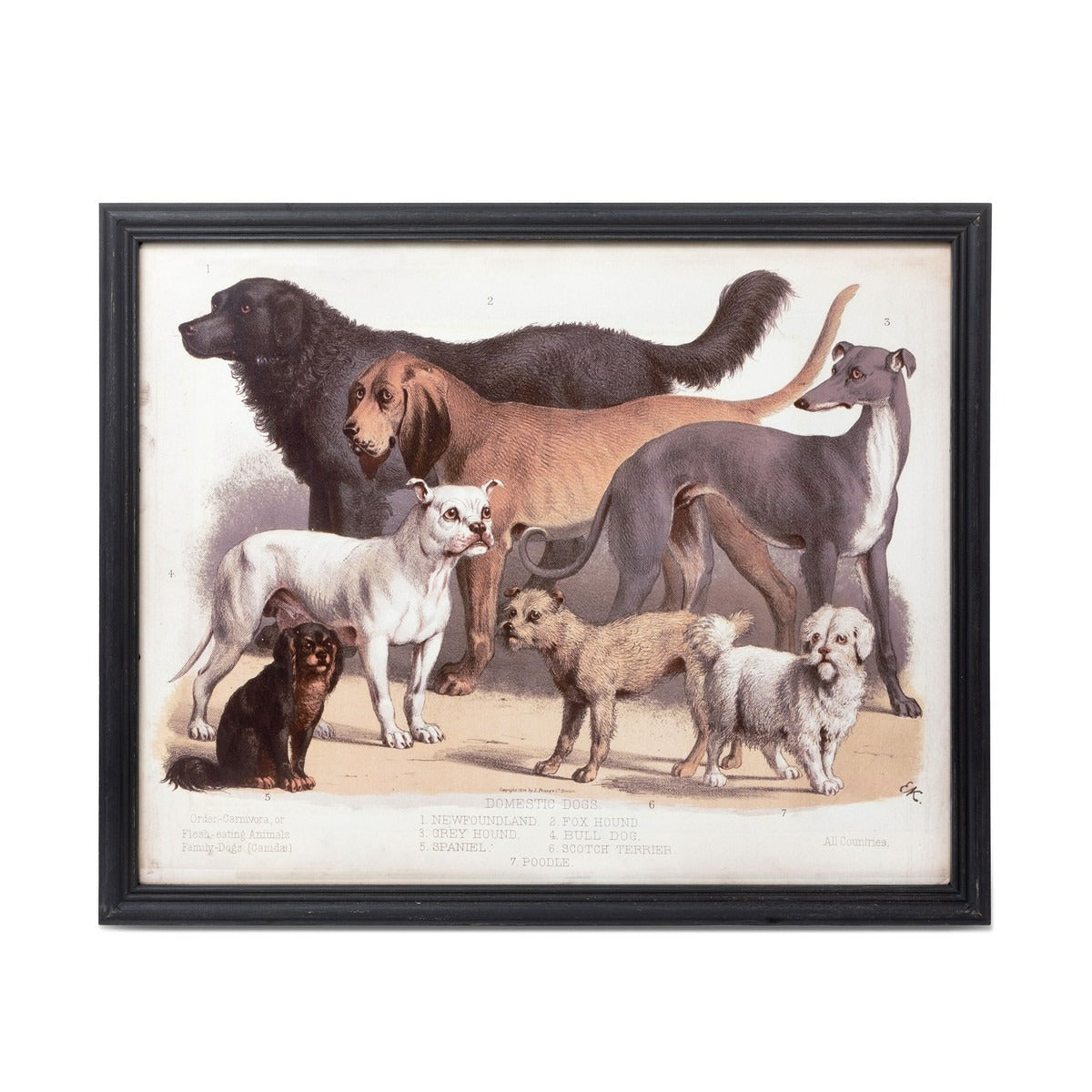 Domestic Dogs Framed Print