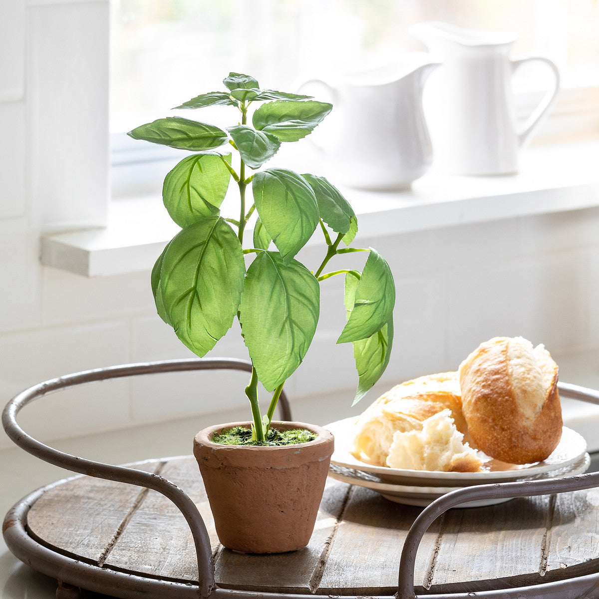 Basil Plant in Windowsill Pot