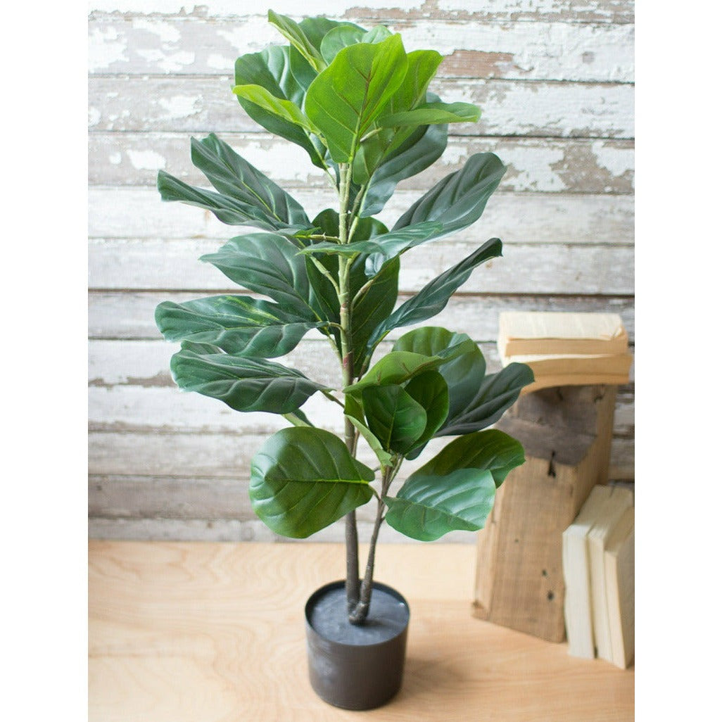 Large Potted Fiddle Leaf Fig Tree