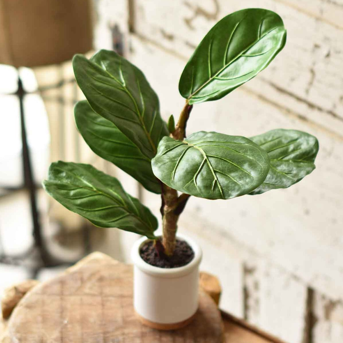 Potted Fiddle Leaf Fig