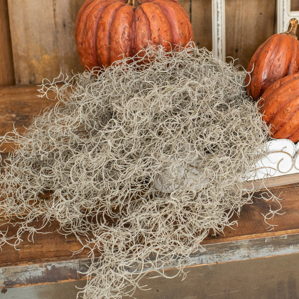 Spanish Moss Bush